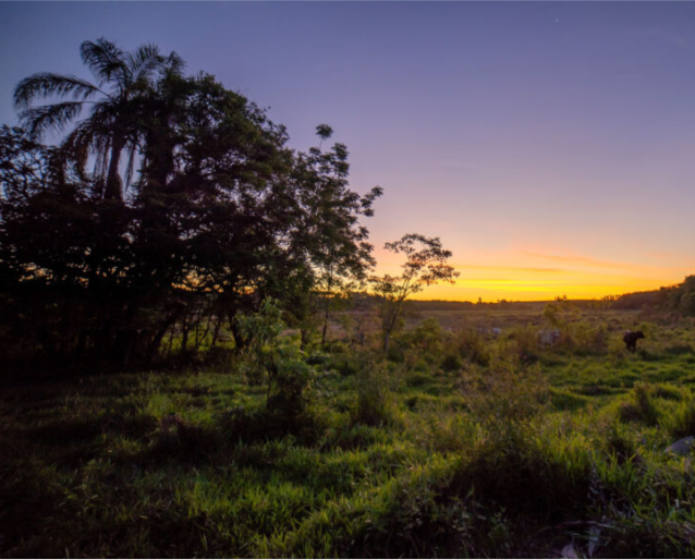 Cleared tropical forests can regain ground surprisingly fast